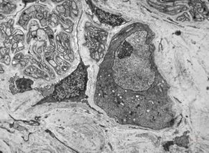 plexus submucosus Meissneri plexus submucosus Meissneri